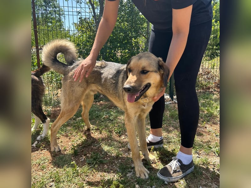 Burbon sucht sein forever Home❤️