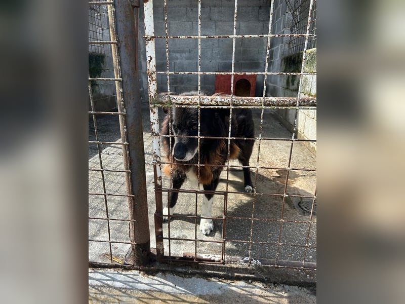 Hektor wartet auf seine family ❤️