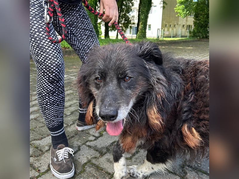 Hektor wartet auf seine family ❤️