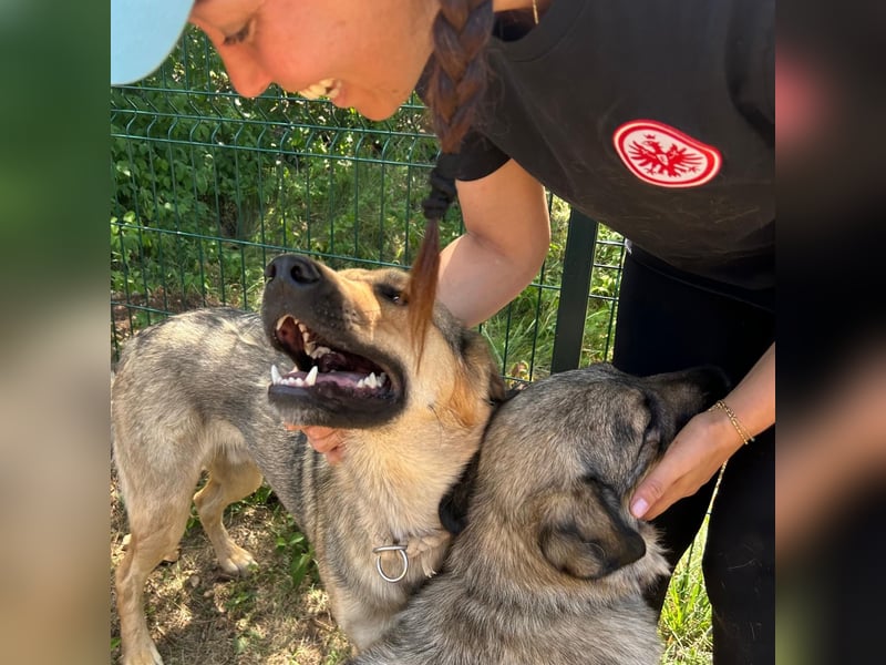Burbon sucht sein forever Home❤️
