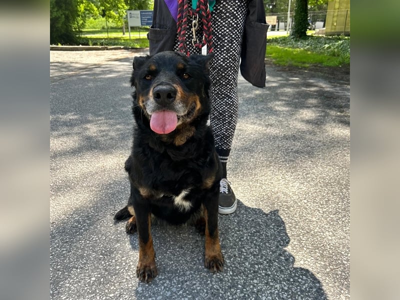 Zana wartet auf ihr Zuhause ❤️