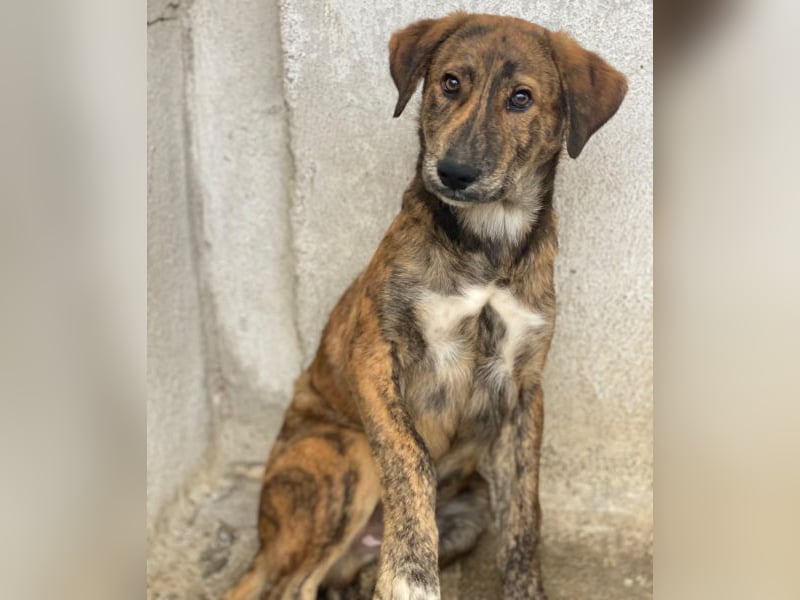 Fiyero, geb. ca. 07/2025, lebt in GRIECHENLAND, im städt. Tierheim Serres