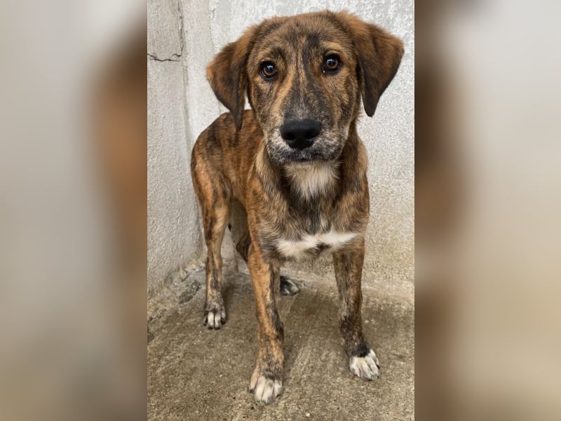 Fiyero, geb. ca. 07/2025, lebt in GRIECHENLAND, im städt. Tierheim Serres