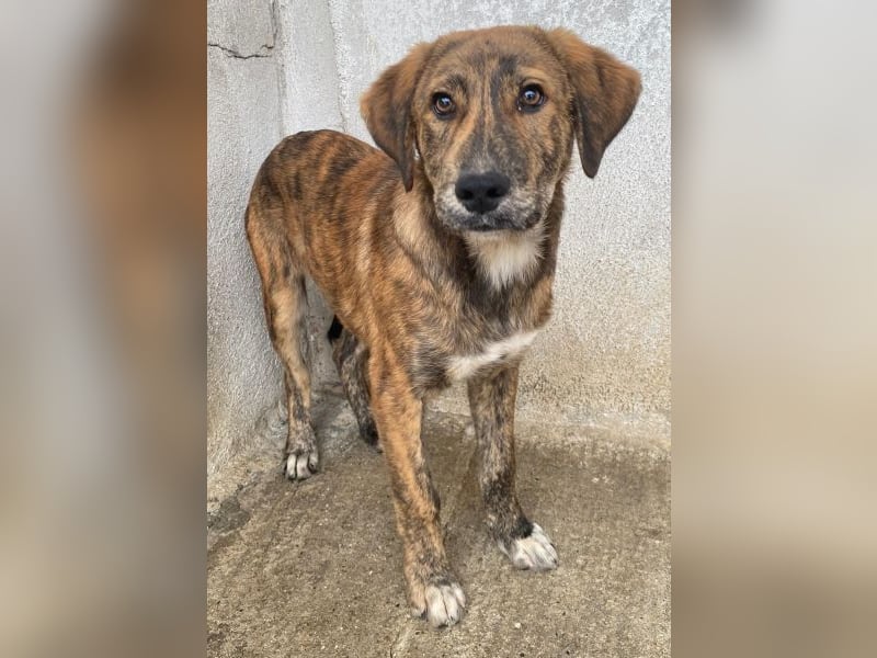 Fiyero, geb. ca. 07/2025, lebt in GRIECHENLAND, im städt. Tierheim Serres