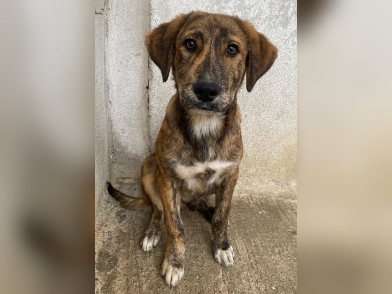 Fiyero, geb. ca. 07/2025, lebt in GRIECHENLAND, im städt. Tierheim Serres