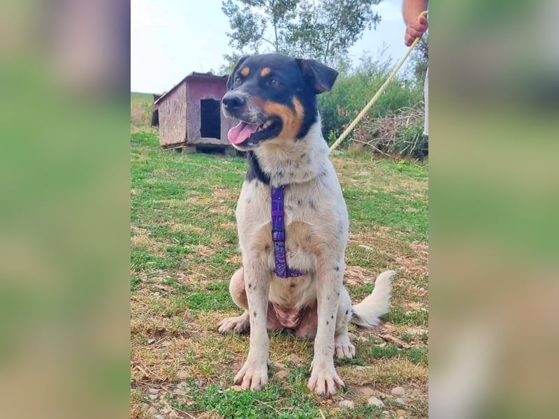 Dolly 57 cm geb. 10/2020 liebt Menschen über alles Dolly 57 cm geb. 10/2020 liebt Menschen über alles