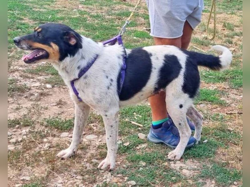 Dolly 57 cm geb. 10/2020 liebt Menschen über alles Dolly 57 cm geb. 10/2020 liebt Menschen über alles