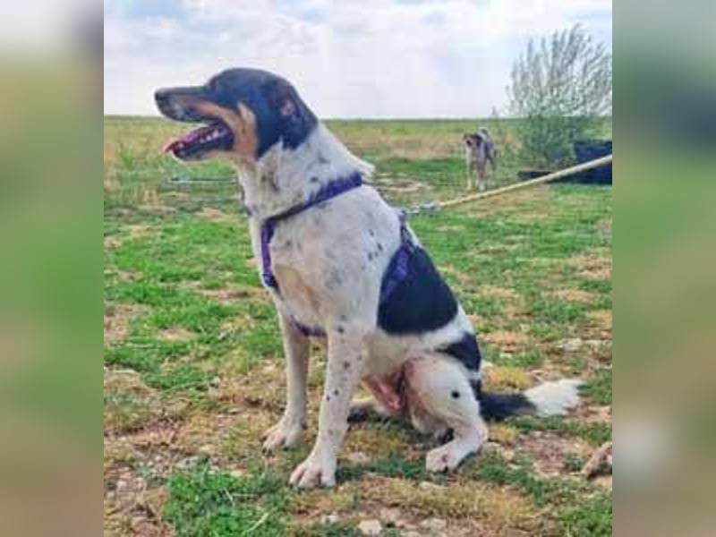 Dolly 57 cm geb. 10/2020 liebt Menschen über alles Dolly 57 cm geb. 10/2020 liebt Menschen über alles