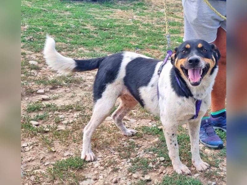 Dolly 57 cm geb. 10/2020 liebt Menschen über alles Dolly 57 cm geb. 10/2020 liebt Menschen über alles