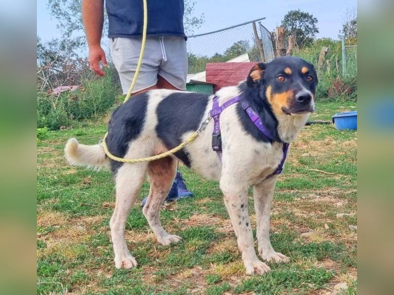 Dolly 57 cm geb. 10/2020 liebt Menschen über alles Dolly 57 cm geb. 10/2020 liebt Menschen über alles