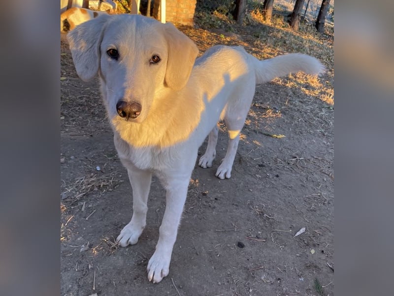 Julius, geb. ca. 03/2024, lebt in GRIECHENLAND, auf einer privaten Pflegestelle