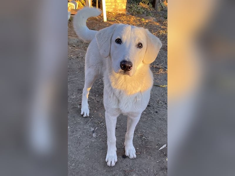 Julius, geb. ca. 03/2024, lebt in GRIECHENLAND, auf einer privaten Pflegestelle