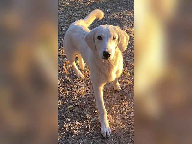 Julius, geb. ca. 03/2024, lebt in GRIECHENLAND, auf einer privaten Pflegestelle