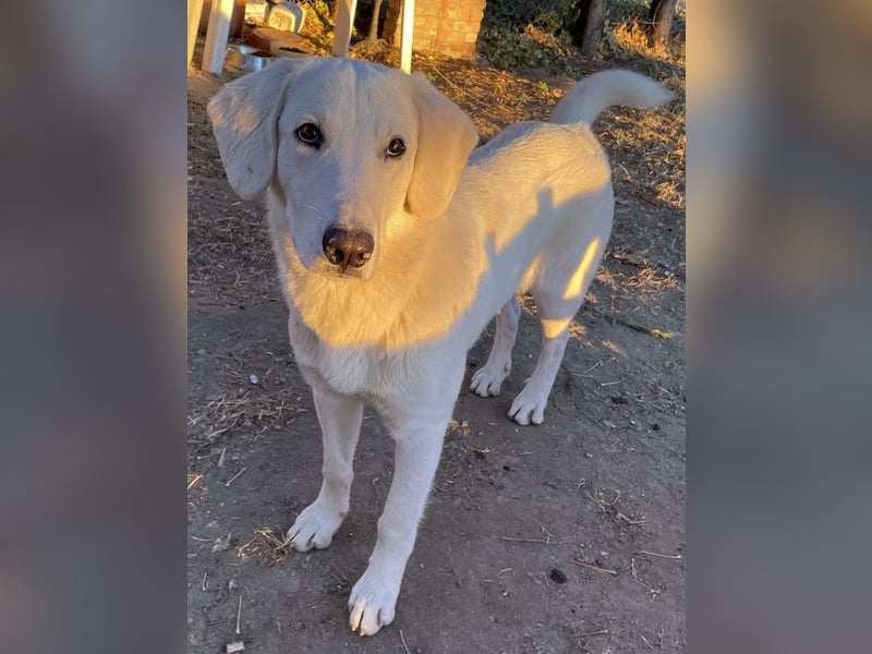 Julius, geb. ca. 03/2024, lebt in GRIECHENLAND, auf einer privaten Pflegestelle