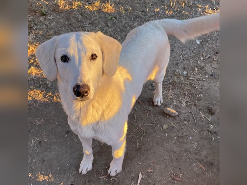 Julius, geb. ca. 03/2024, lebt in GRIECHENLAND, auf einer privaten Pflegestelle