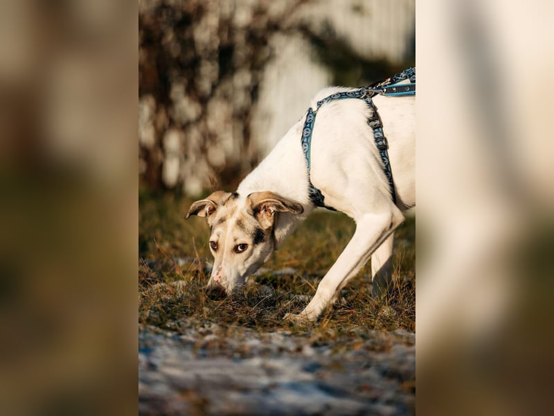 Freundliche Bimka sucht ihre Menschen