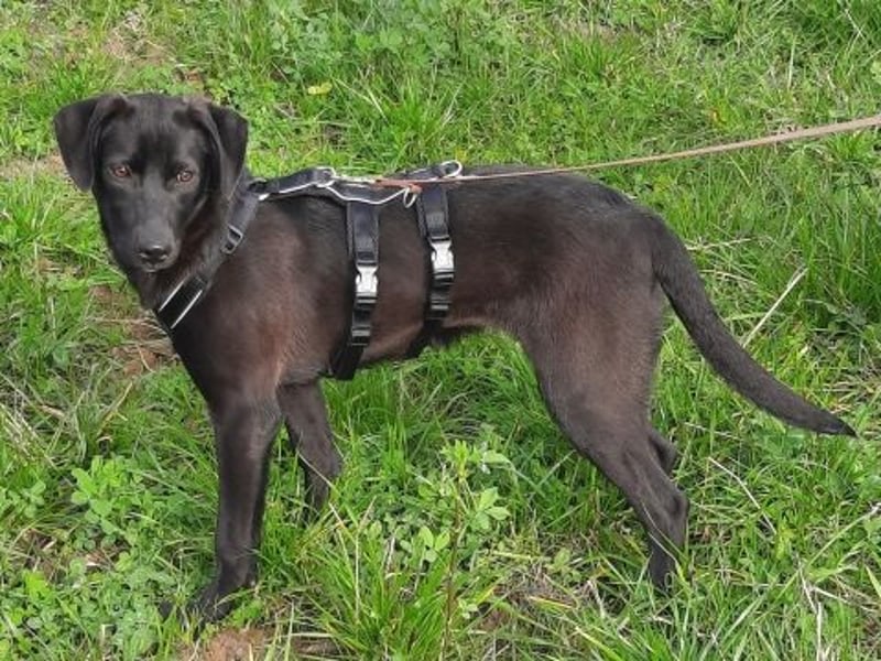 Eroica - TOP-Youngster: wissbegierig, lernwillig, jung