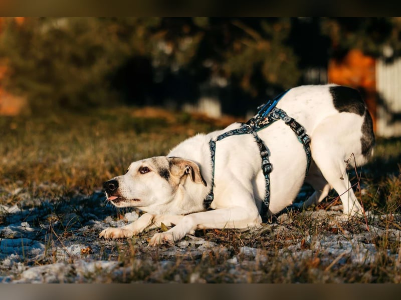 Freundliche Bimka sucht ihre Menschen