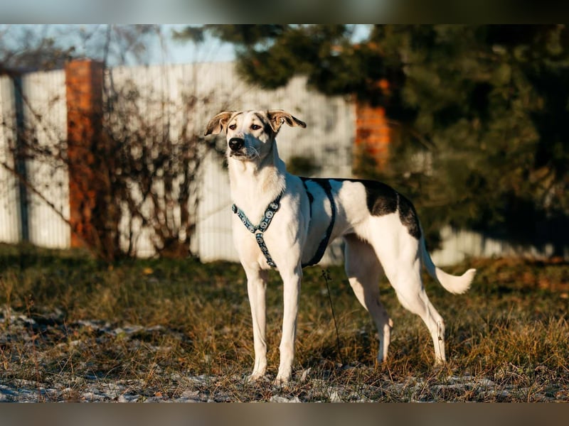 Freundliche Bimka sucht ihre Menschen
