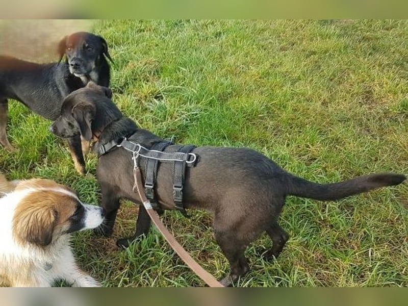 Eroica - TOP-Youngster: wissbegierig, lernwillig, jung