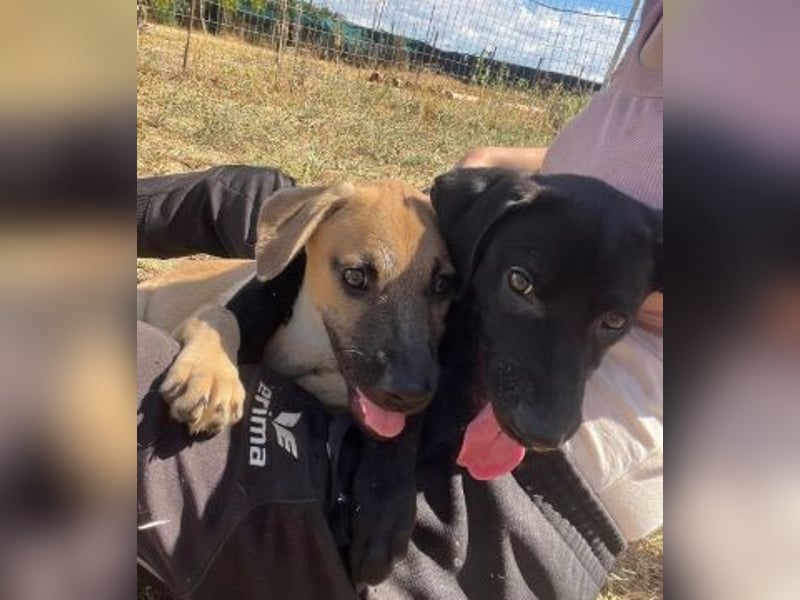 Eroica - TOP-Youngster: wissbegierig, lernwillig, jung