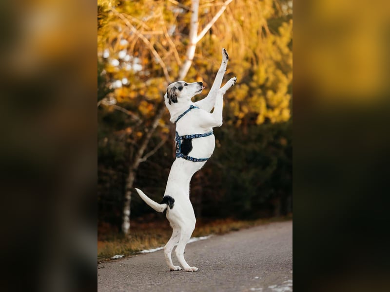 Freundliche Bimka sucht ihre Menschen