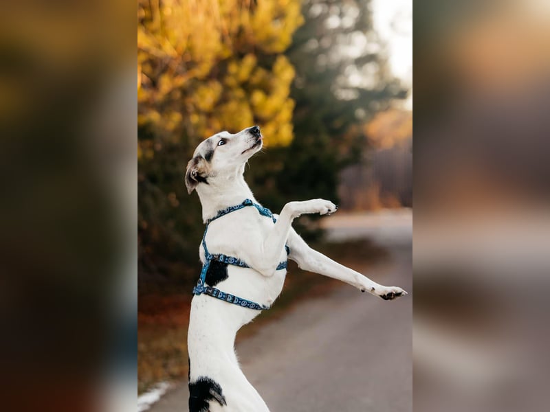 Freundliche Bimka sucht ihre Menschen