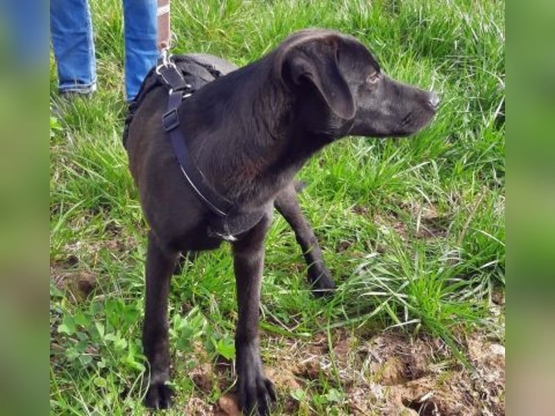 Eroica - TOP-Youngster: wissbegierig, lernwillig, jung