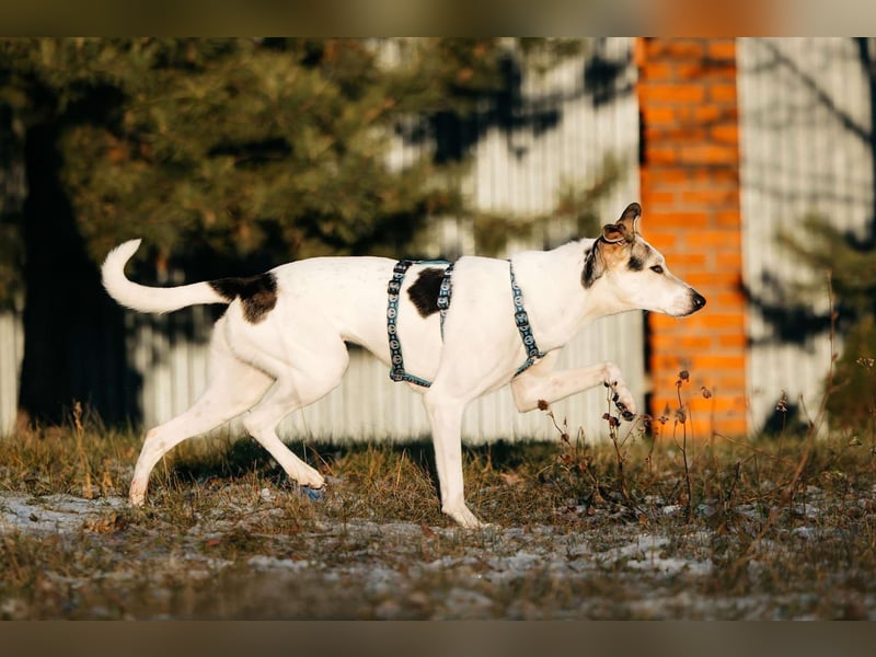 Freundliche Bimka sucht ihre Menschen