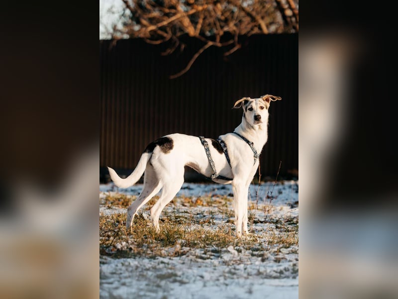 Freundliche Bimka sucht ihre Menschen