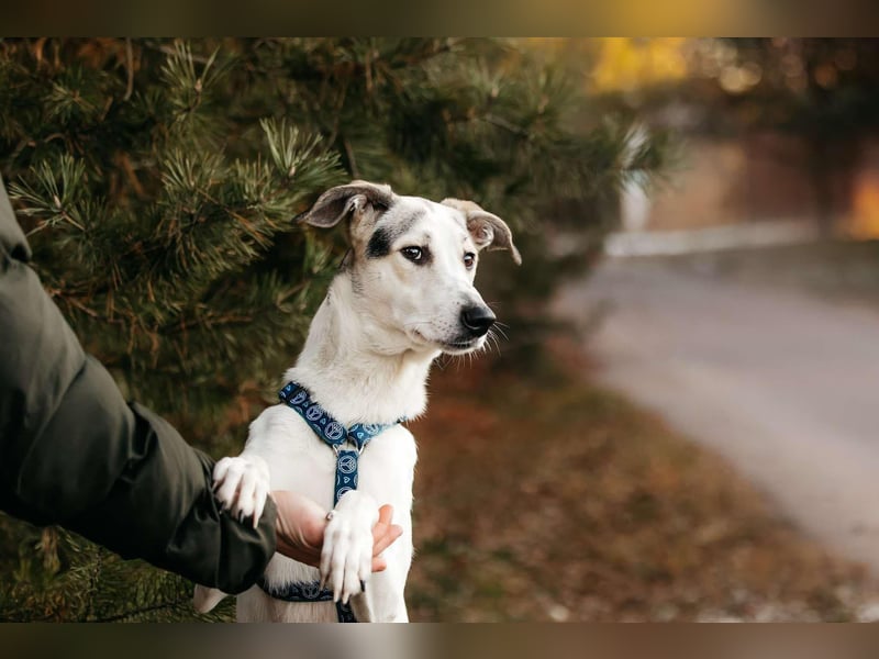 Freundliche Bimka sucht ihre Menschen