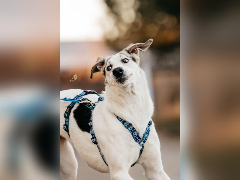 Freundliche Bimka sucht ihre Menschen