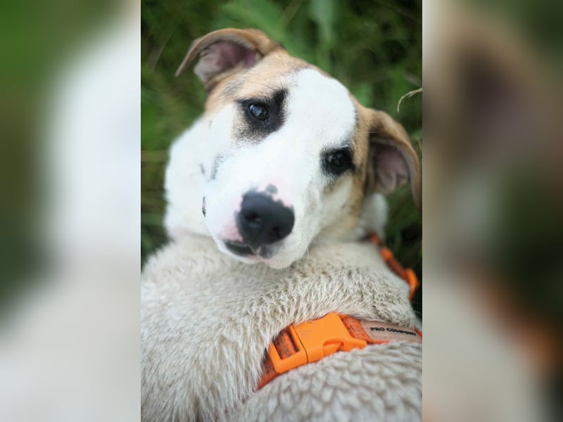 Sanfter Platon sucht liebevolles Zuhause