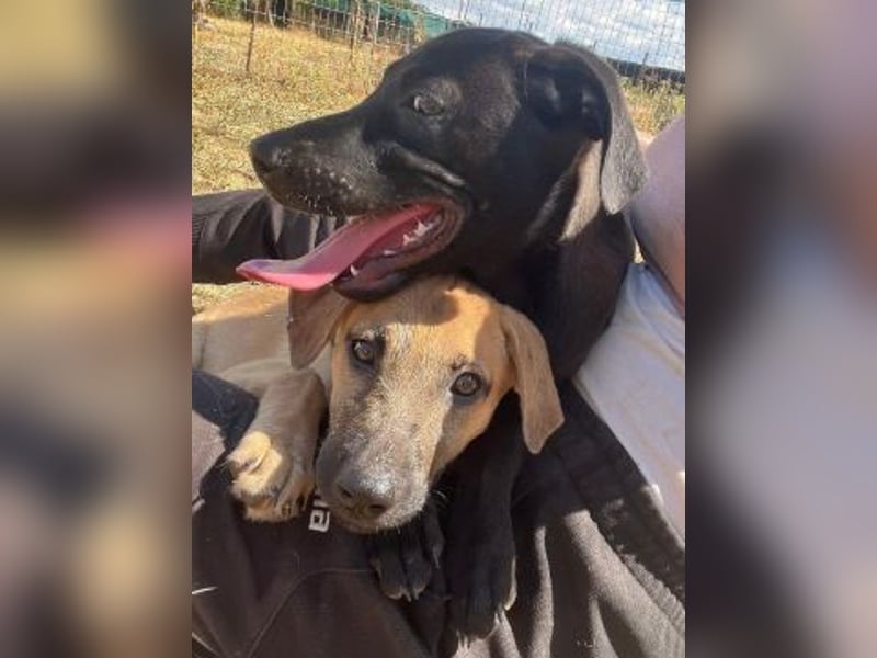 Eroica - TOP-Youngster: wissbegierig, lernwillig, jung