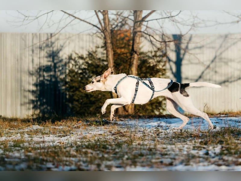 Freundliche Bimka sucht ihre Menschen