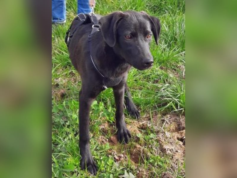 Eroica - TOP-Youngster: wissbegierig, lernwillig, jung