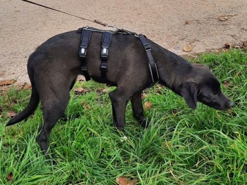 Eroica - TOP-Youngster: wissbegierig, lernwillig, jung