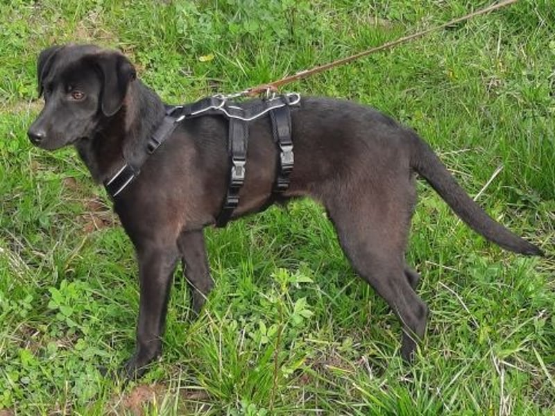 Eroica - TOP-Youngster: wissbegierig, lernwillig, jung