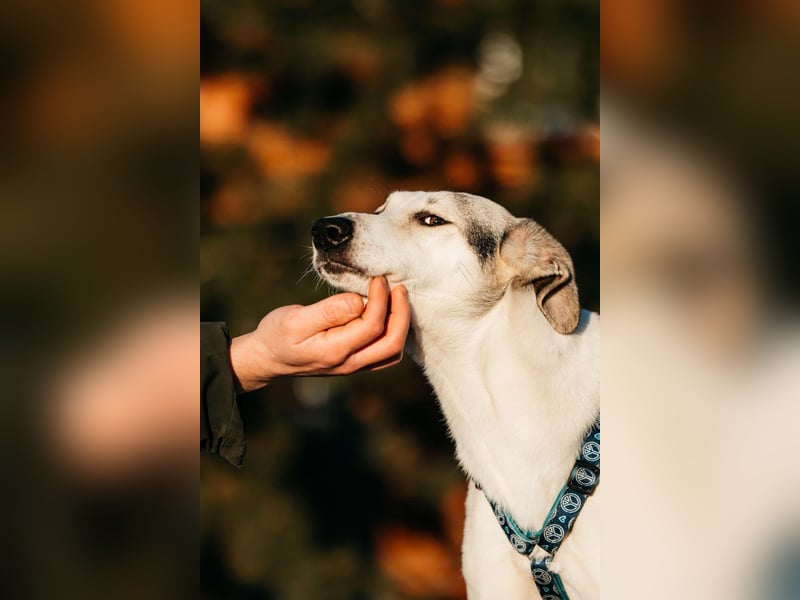 Freundliche Bimka sucht ihre Menschen