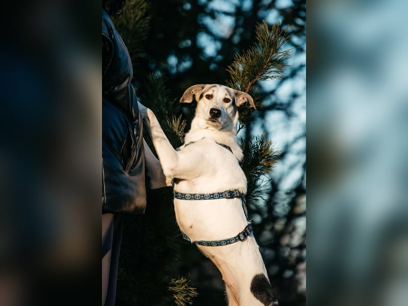 Freundliche Bimka sucht ihre Menschen