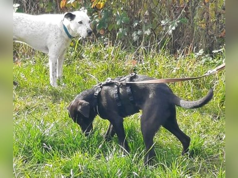 Eroica - TOP-Youngster: wissbegierig, lernwillig, jung