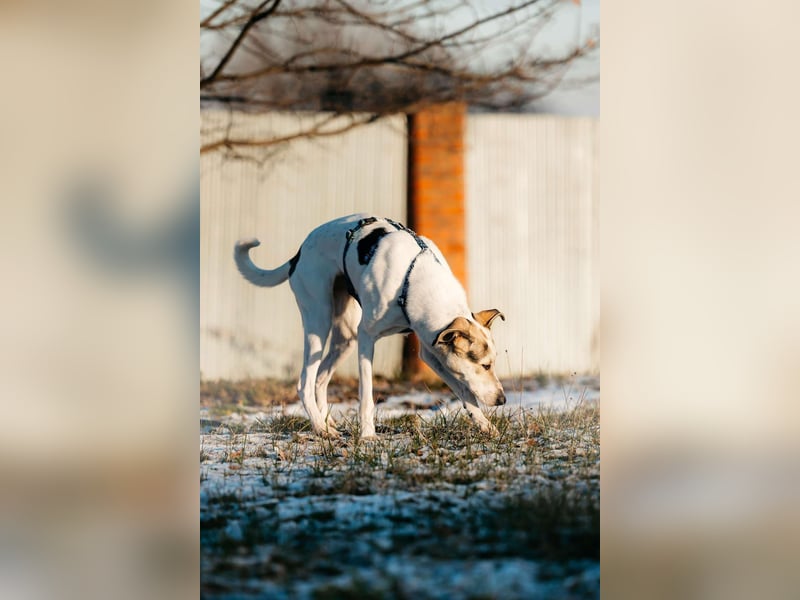 Freundliche Bimka sucht ihre Menschen