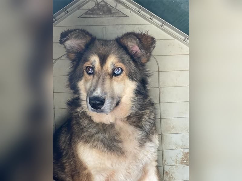 Sanfte Lexy sucht Seniorenplatz Inseratstyp: Biete