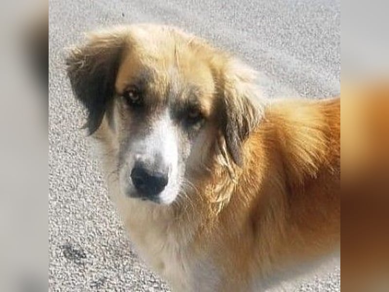 Manolo - ein Rohdiamant auf der Suche nach seinem Zuhause