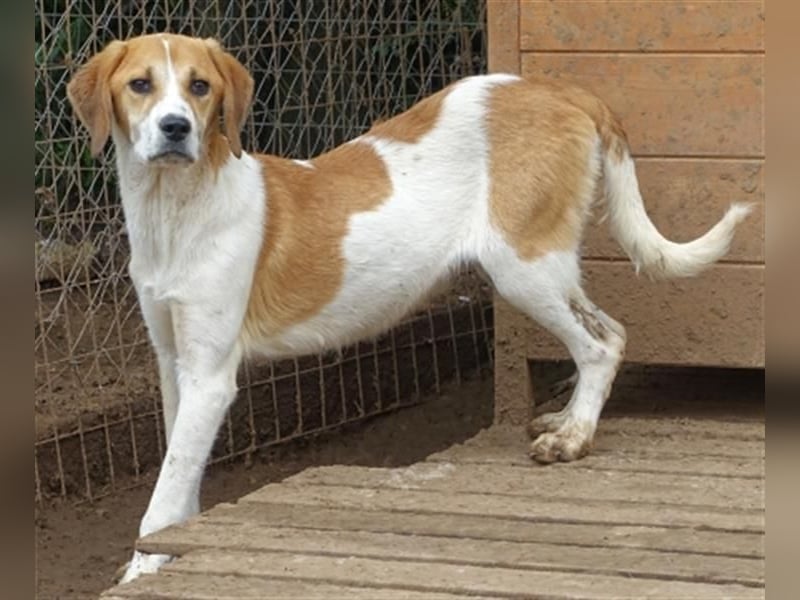 Freundlicher Lony - auf der Suche nach seinem Zuhause