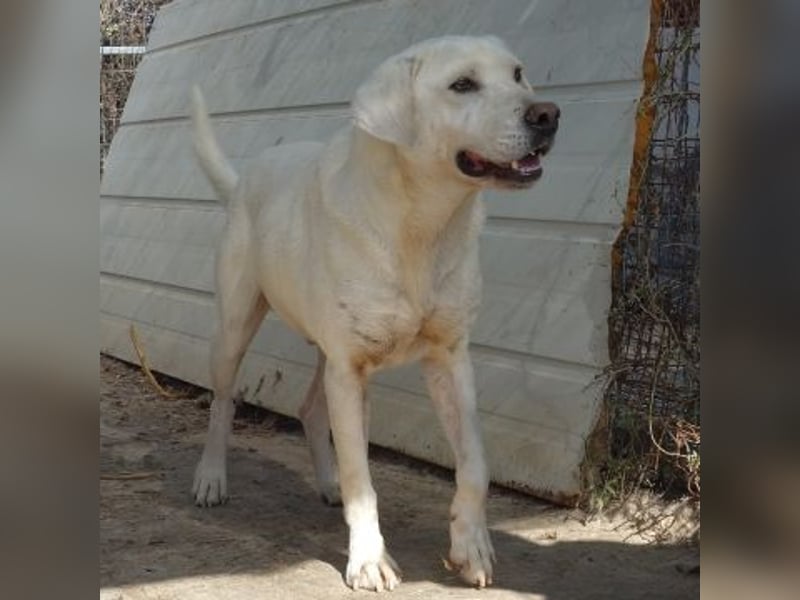 Schüchterner Emir sucht sein Glück