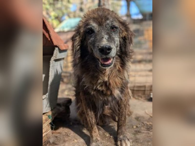 zurückhaltender Jovan mit bernsteinfarbenen Augen sucht ländliches Zuhause