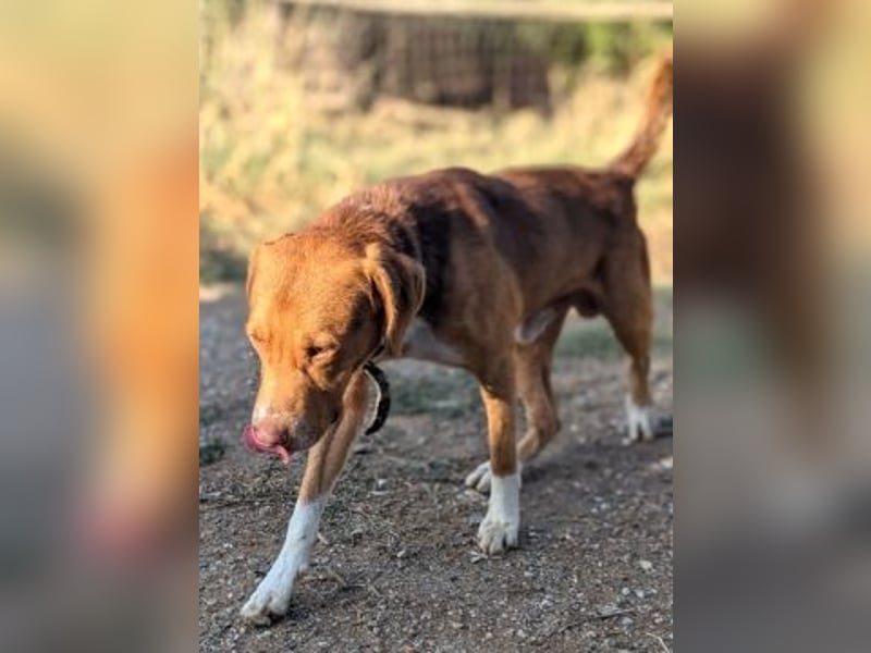 Nello - kleiner Kämpfer mit großem Herz sucht sein Glück