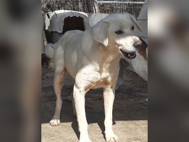 Schüchterner Emir sucht sein Glück