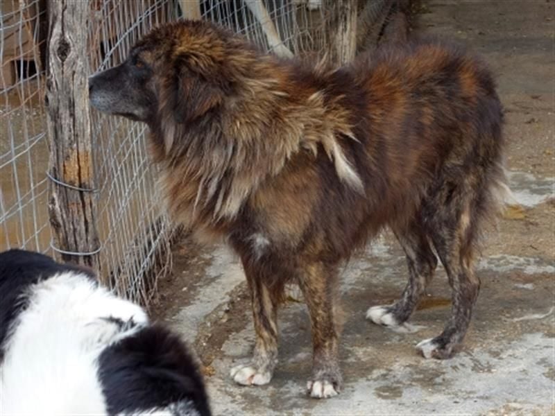 zurückhaltender Jovan mit bernsteinfarbenen Augen sucht ländliches Zuhause